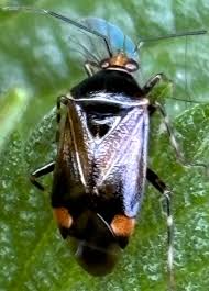 Attēlu rezultāti vaicājumam “Miridae”