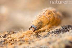 Attēlu rezultāti vaicājumam “Tipulidae larva”