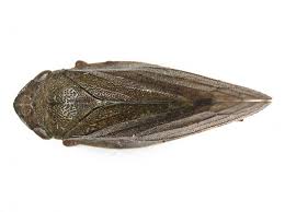 Attēlu rezultāti vaicājumam “Aphrophora salicina”