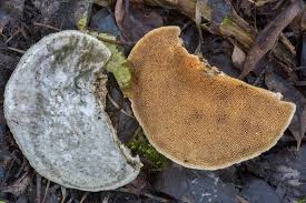 Attēlu rezultāti vaicājumam “Trametes suaveolens”