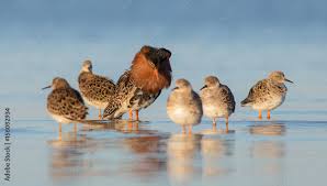 Attēlu rezultāti vaicājumam “Philomachus pugnax”