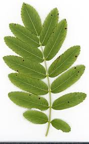 Attēlu rezultāti vaicājumam “Sorbus aucuparia leaf”