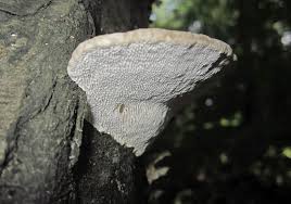 Attēlu rezultāti vaicājumam “Trametes gibbosa”