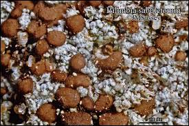 Attēlu rezultāti vaicājumam “Bilimbia tetramera”