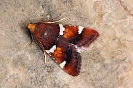 Attēlu rezultāti vaicājumam “Pyralis regalis”