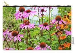 Image result for Echinacea Lustre hybrids