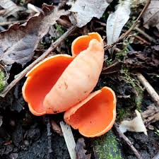 Attēlu rezultāti vaicājumam “Sarcoscypha austriaca”