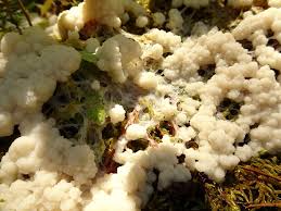 Attēlu rezultāti vaicājumam “Stemonitidaceae”