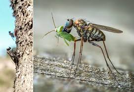 Attēlu rezultāti vaicājumam “Dolichopodidae”