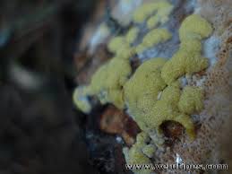 Attēlu rezultāti vaicājumam “Hypocrea pulvinata”