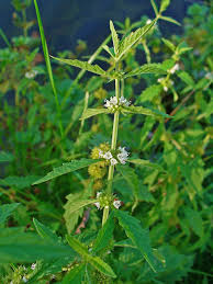 Attēlu rezultāti vaicājumam “Lycopus europaeus flower”