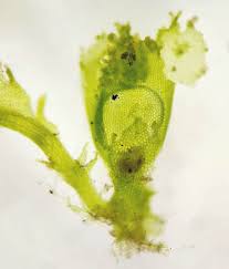 Attēlu rezultāti vaicājumam “Lophocolea minor”