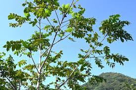 Attēlu rezultāti vaicājumam “Juglans mandshurica leaf”