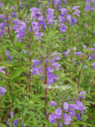 Image result for Dracocephalum moldavicum