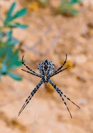 Attēlu rezultāti vaicājumam “Araneidae”