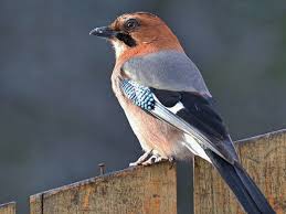 Attēlu rezultāti vaicājumam “Garrulus glandarius”
