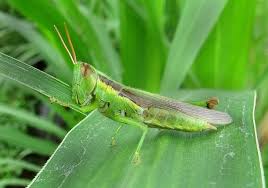 Attēlu rezultāti vaicājumam “Acrididae”