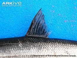 Image result for Coregonus huntsmani