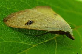 Attēlu rezultāti vaicājumam “Rivula sericealis”