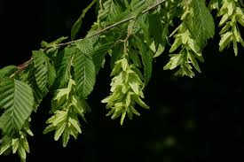 Attēlu rezultāti vaicājumam “Carpinus betulus”