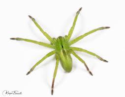 Attēlu rezultāti vaicājumam “Micrommata virescens”