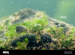 Attēlu rezultāti vaicājumam “Ancylus fluviatilis”