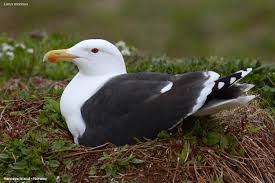 Attēlu rezultāti vaicājumam “Larus marinus”