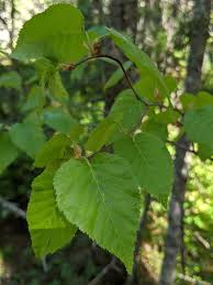 Attēlu rezultāti vaicājumam “Betula papyrifera leaf”
