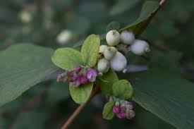 Attēlu rezultāti vaicājumam “Symphoricarpos albus”
