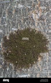 Attēlu rezultāti vaicājumam “Frullania fragilifolia macro”