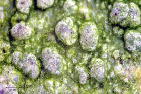 Attēlu rezultāti vaicājumam “Pertusaria leioplaca”