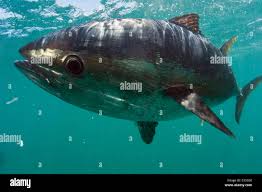 Image result for Thunnus maccoyii