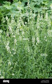 Image result for Galeopsis segetum