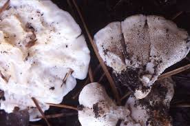 Attēlu rezultāti vaicājumam “Sistotrema confluens”