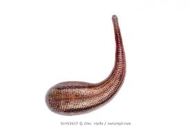 Attēlu rezultāti vaicājumam “Hirudinea”