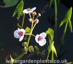 Attēlu rezultāti vaicājumam “Sagittaria sagittifolia flower”