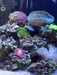 Image result for Ctenochaetus hawaiiensis