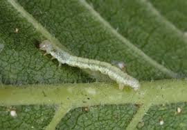 Attēlu rezultāti vaicājumam “Venusia blomeri”