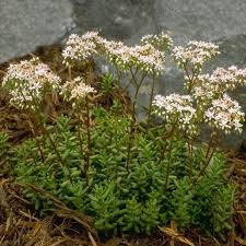 Attēlu rezultāti vaicājumam “Sedum album leaf”