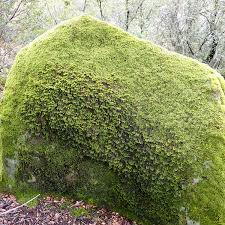 Attēlu rezultāti vaicājumam “Abietinella abietina var. hystricosa”