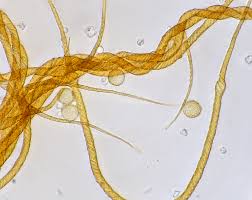 Attēlu rezultāti vaicājumam “Trichia decipiens”