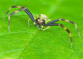 Attēlu rezultāti vaicājumam “Thomisidae”