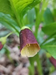 Attēlu rezultāti vaicājumam “Scopolia carniolica flower”