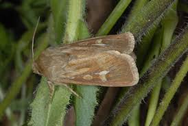 Attēlu rezultāti vaicājumam “Cerapteryx graminis”