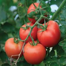 Afbeeldingsresultaat voor millionaire tomato