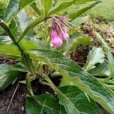 Image result for Symphytum officinale