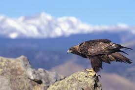 Attēlu rezultāti vaicājumam “Aquila chrysaetos”