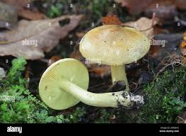 Attēlu rezultāti vaicājumam “Tricholoma sp.”