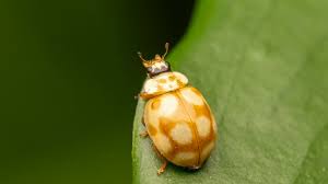 Attēlu rezultāti vaicājumam “Adalia decempunctata”