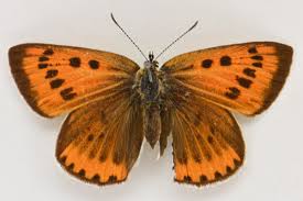 Attēlu rezultāti vaicājumam “Lycaena dispar underside”
